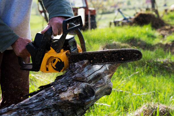 Trusted Walcott, IA Tree Removal Services Experts